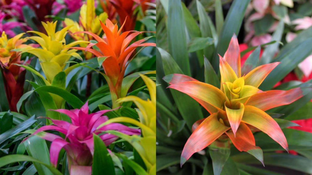 A Brief Guide about Guzmania Plant Care & Tips for Your Home Garden ...