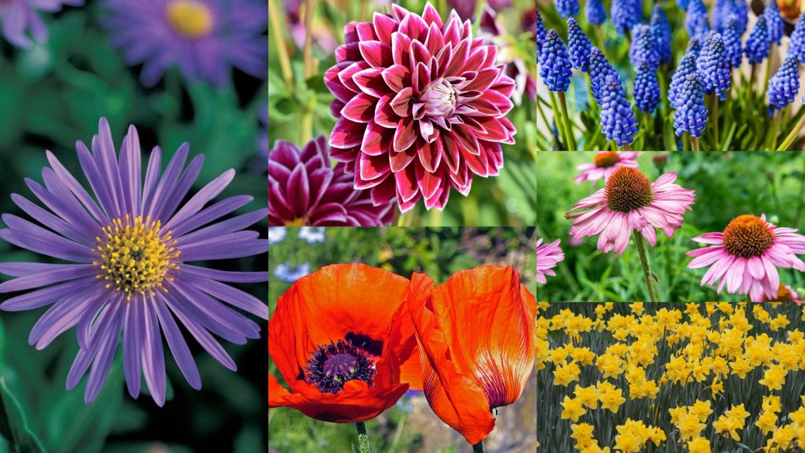 25 Best Perennial Flowers - Ideas with Types and Care - Go Get Yourself