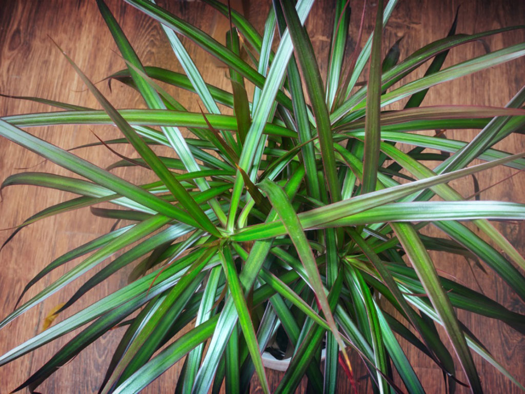 How to Fertilize Dracaena? Step-By-Step Guide with Tips and Photos - Go ...