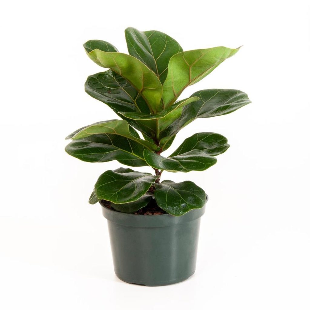 15 Different Types of Ficus Plants for Home and Garden - Go Get Yourself