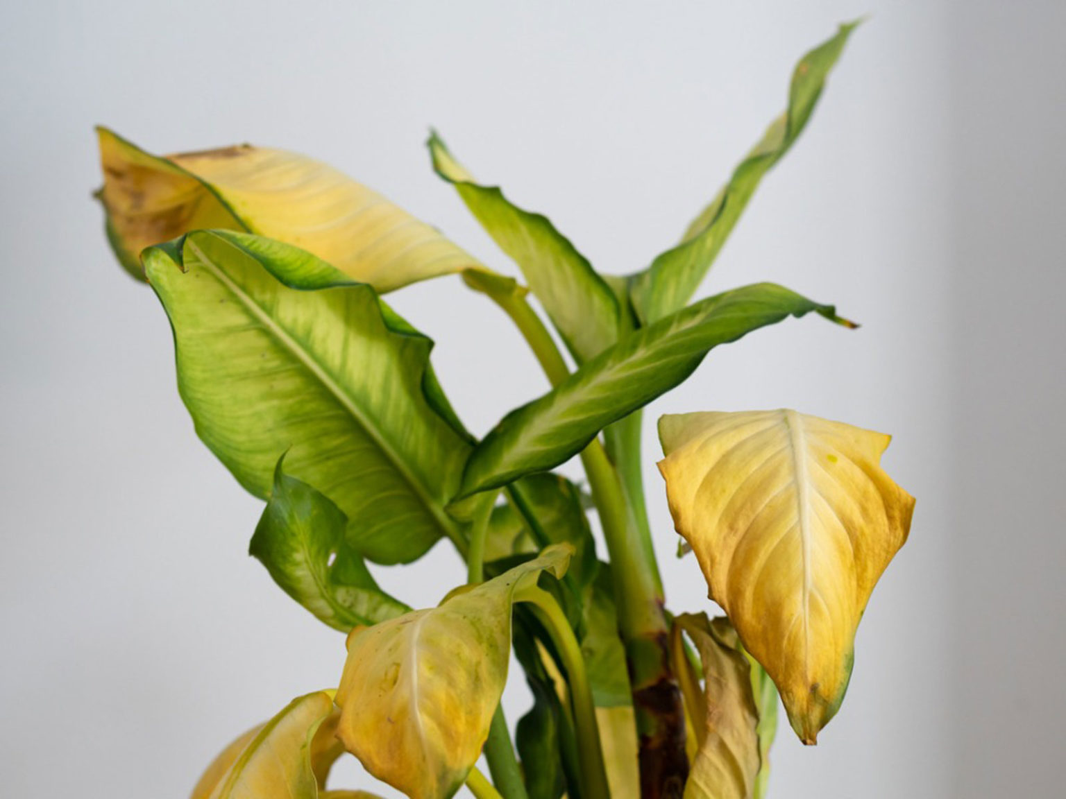 Yellowing Banana Plant Leaves: Causes And Solutions For Healthy Growth