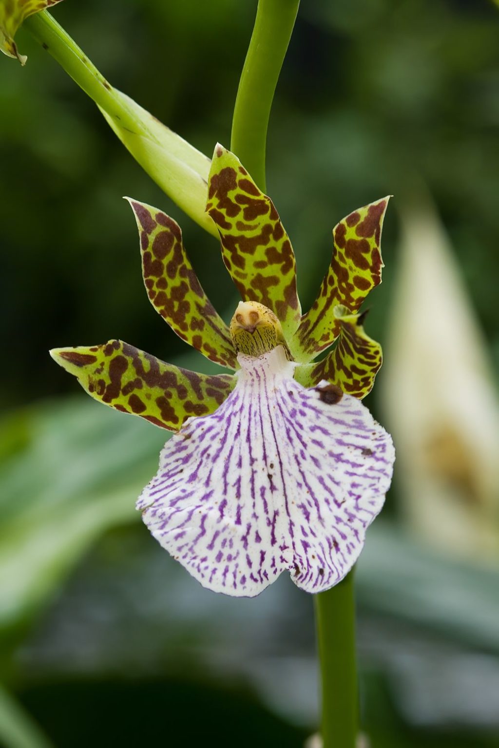 14 Different Types of Orchids Definition, Flowers and