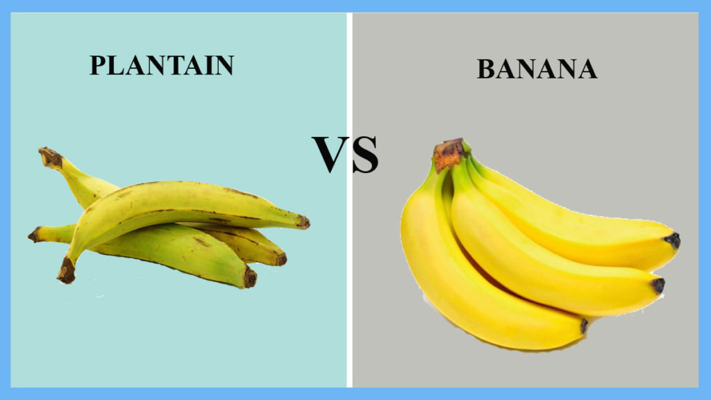 Difference Between Plantain and Banana Plantains vs. Bananas Go Get