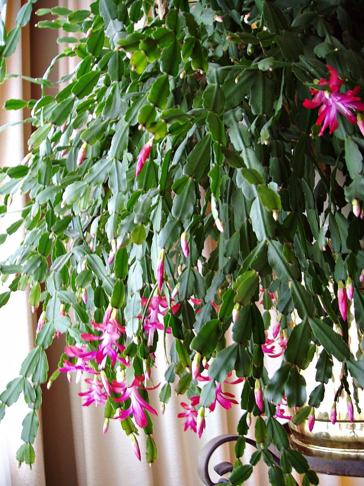 How to Care for a Christmas Cactus Plant: Planting & Growing Guide - Go ...