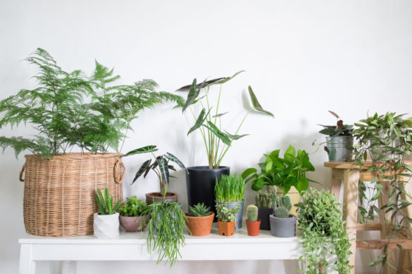 How to Take Care of Indoor Plants: 4 Easy Ways to Do It - Go Get Yourself