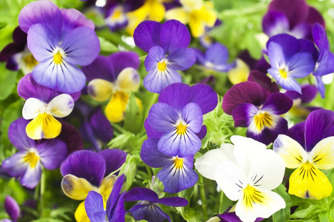 How to Plant, Grow and Care for Pansies: Tips & Ideas - Go Get Yourself